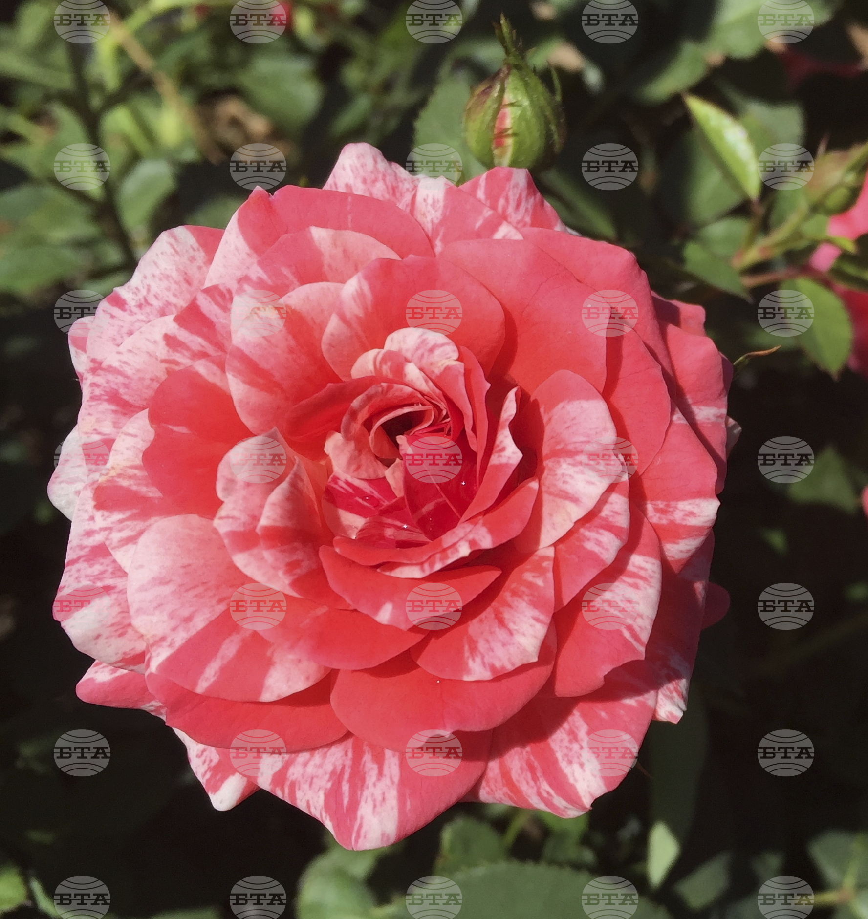 Gardening-Mother's Day Roses