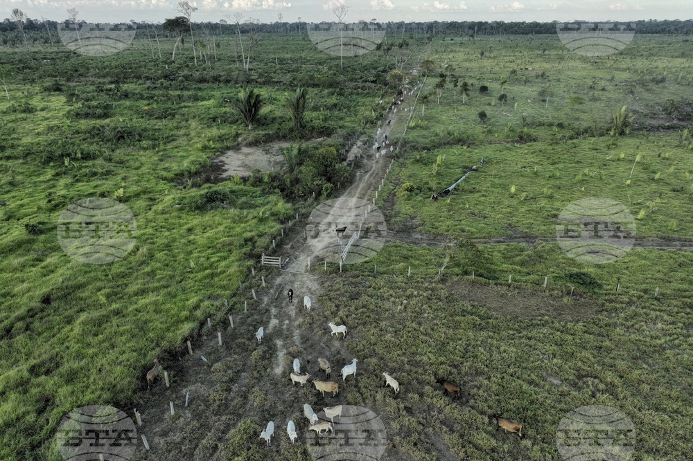 Brazil Cattle Deforestation
