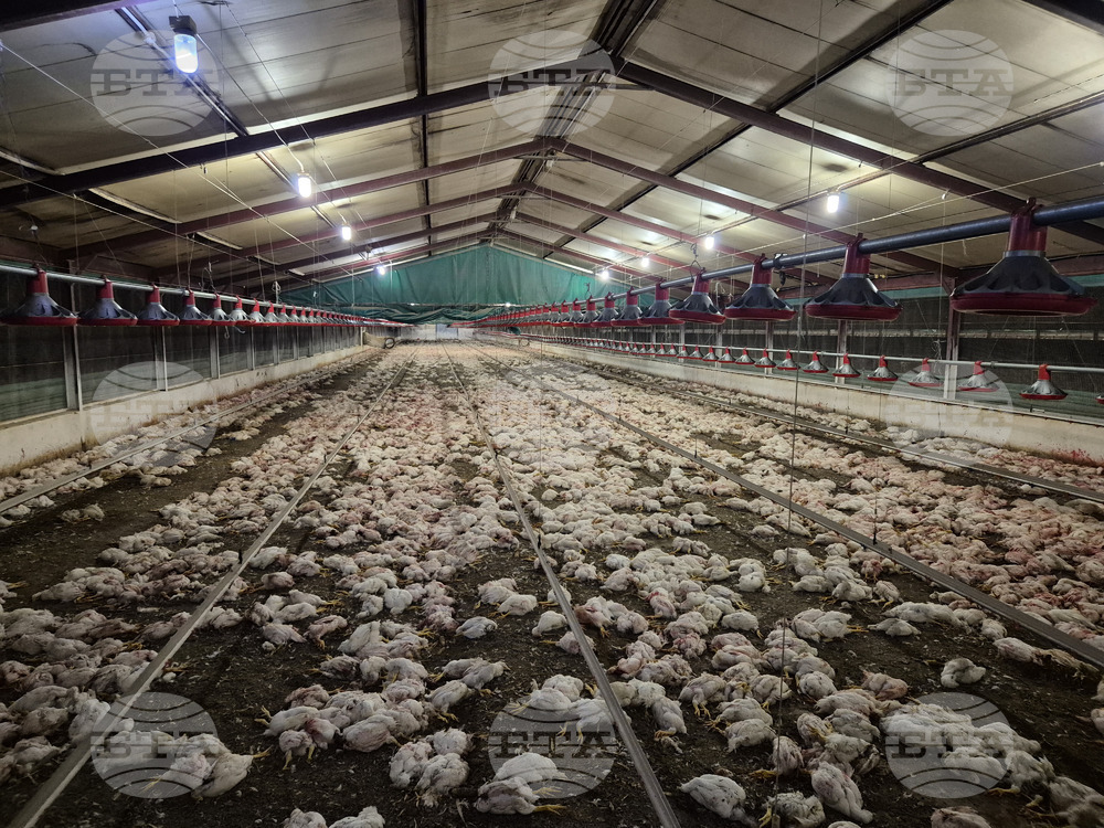 South Africa-Chickens Euthanized