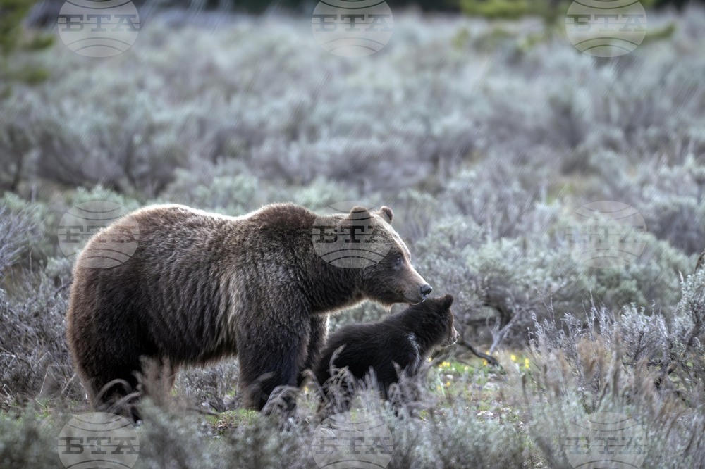 Famous Grizzly Offspring Killed