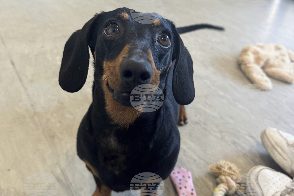 Australia Lost Dachshund