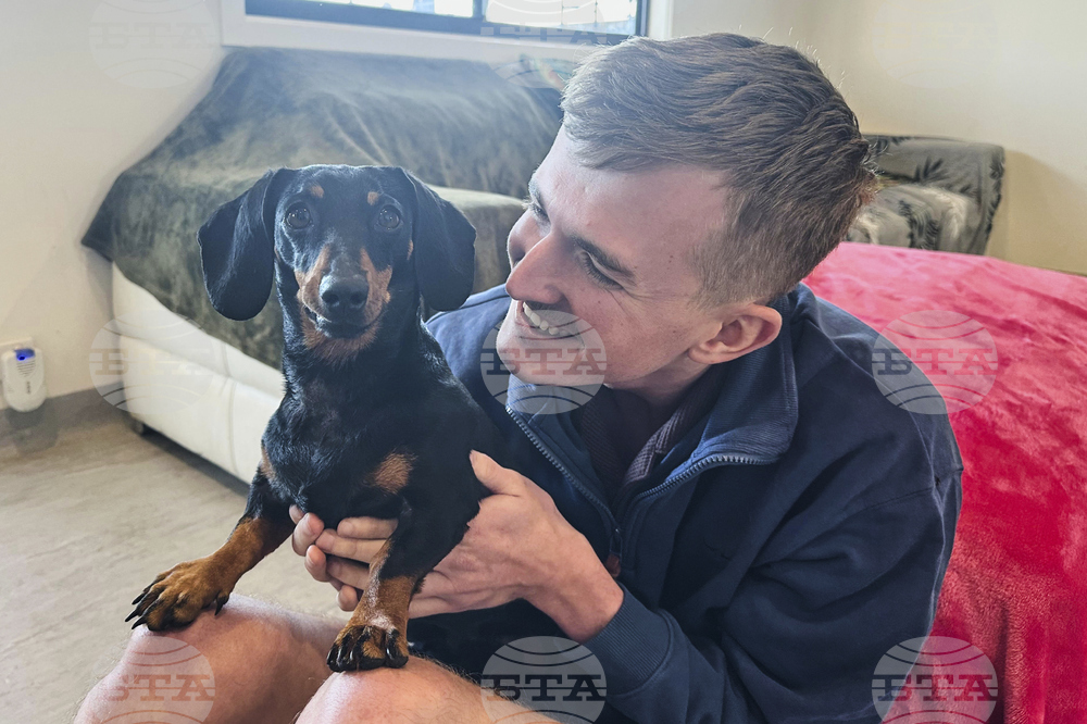Australia Lost Dachshund