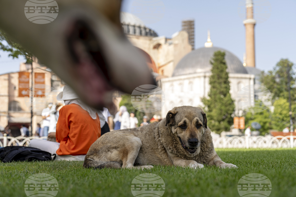 Властите в Истанбул издадоха забрана за хранене на бездомните кучета по улиците на града 