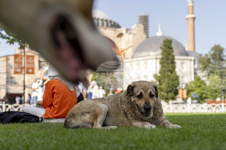 Almost Half of Istanbul's Stray Animals Already Taken In, Regional Governor Says