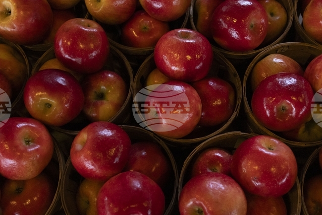 Русенско село кани на празник на ябълката