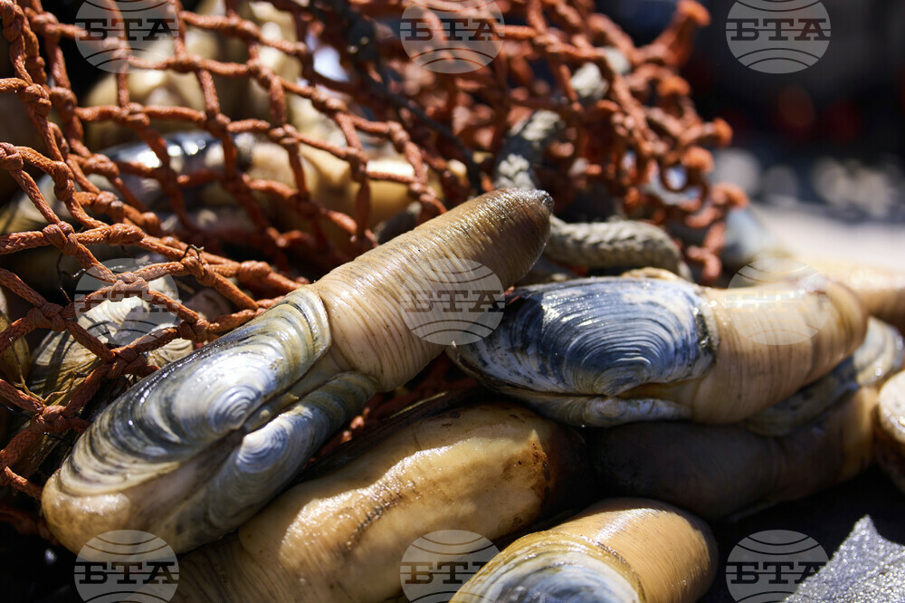 Tariffs China Geoducks