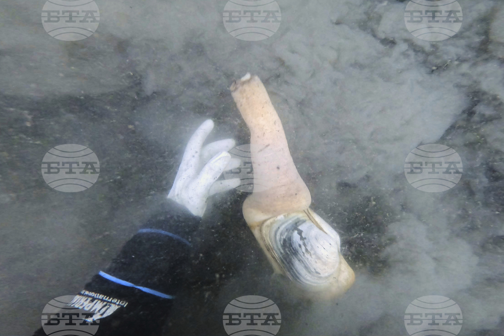 Tariffs China Geoducks