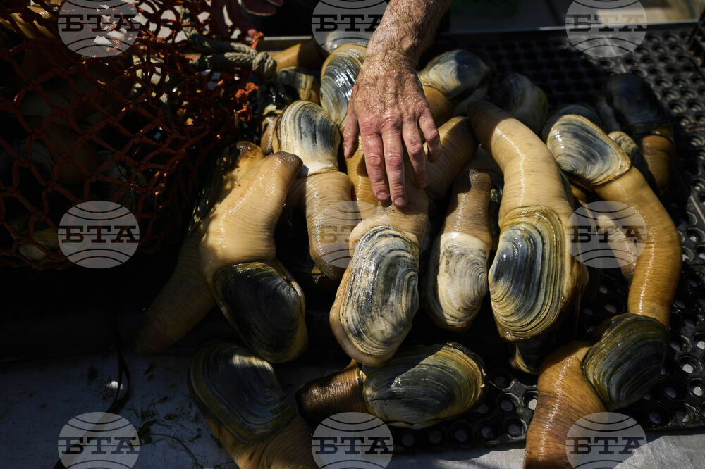 Tariffs China Geoducks