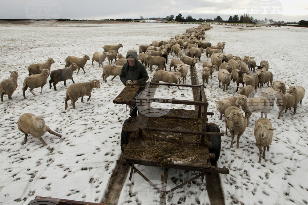 New Zealand Sheep Numbers