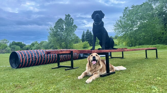 За втора година сдружение „Кучета за търсене и спасяване – България“ ще бъдат част от състезанието „Трън ултра рън“