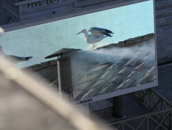 Vatican Conclave