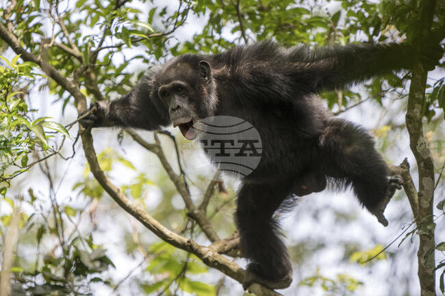 Мъжките индивиди невинаги доминират при приматите, показва проучване
