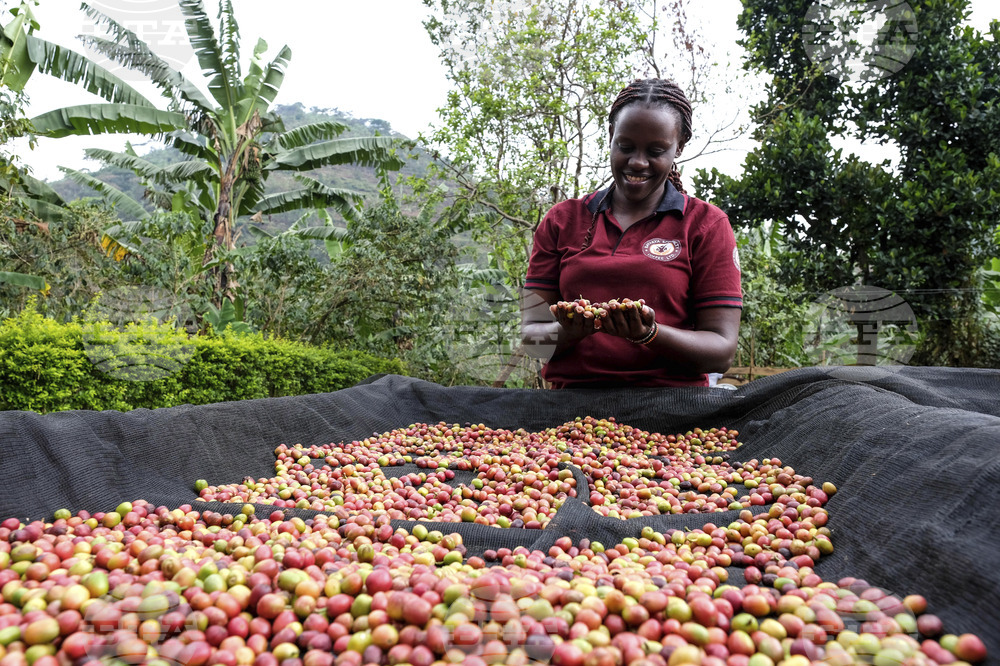 Uganda Coffee Sisterhood