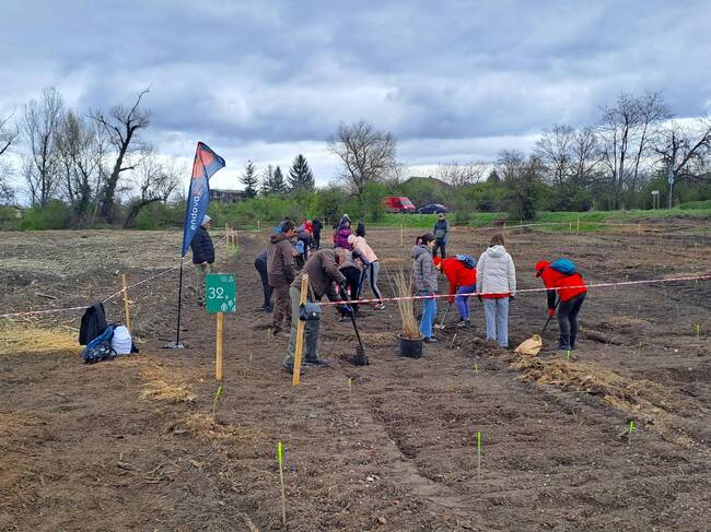 С участието на над 800 доброволци 4600 широколистни дръвчета са засадени в „Новата гора на София“ 