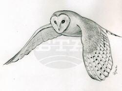 Рисунка на птица - Снимка: Асен Игнатов/Личен архив