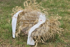 Село Царевец - Фестивал на Добруджанския фолклор и етнография