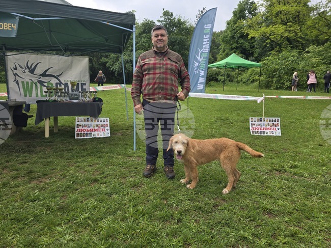 Около 30 кучета събра национална екстериорна изложба на породата Български барак в Ловеч