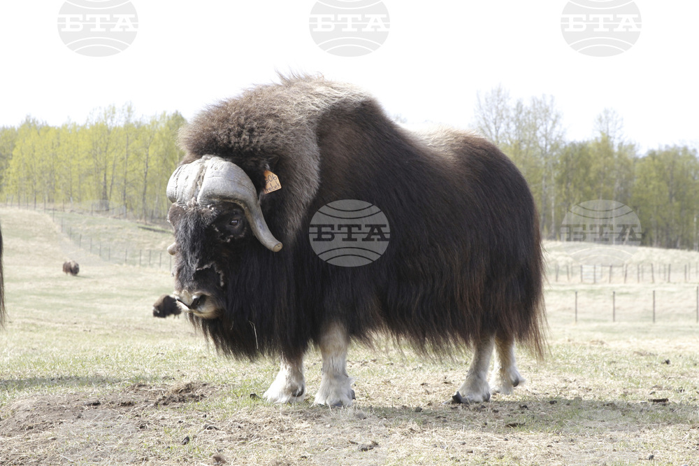 Mother's Day Alaska Musk Oxen