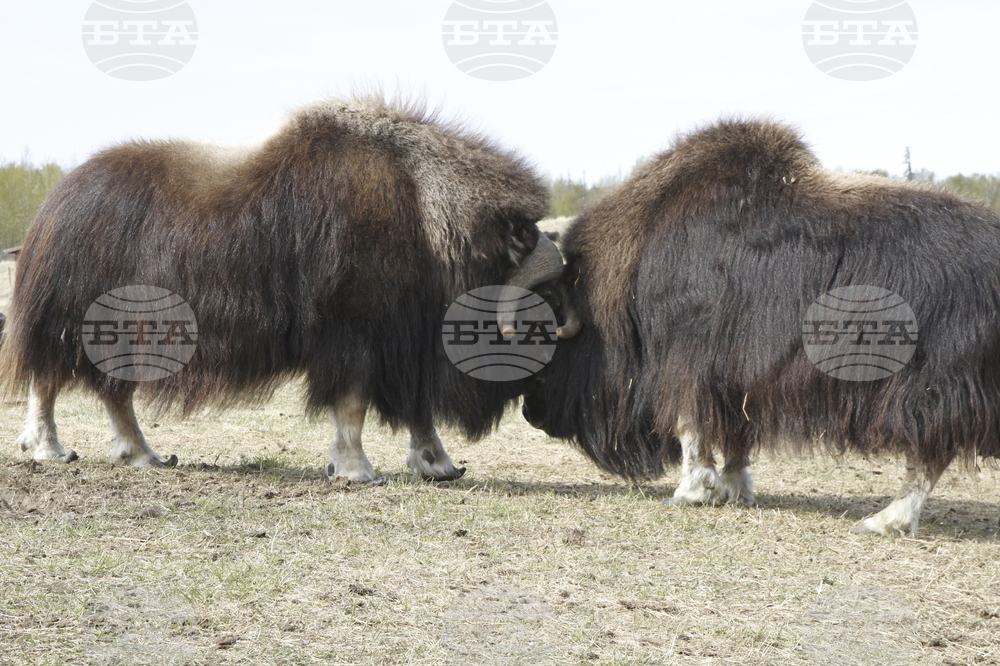 Mother's Day Alaska Musk Oxen
