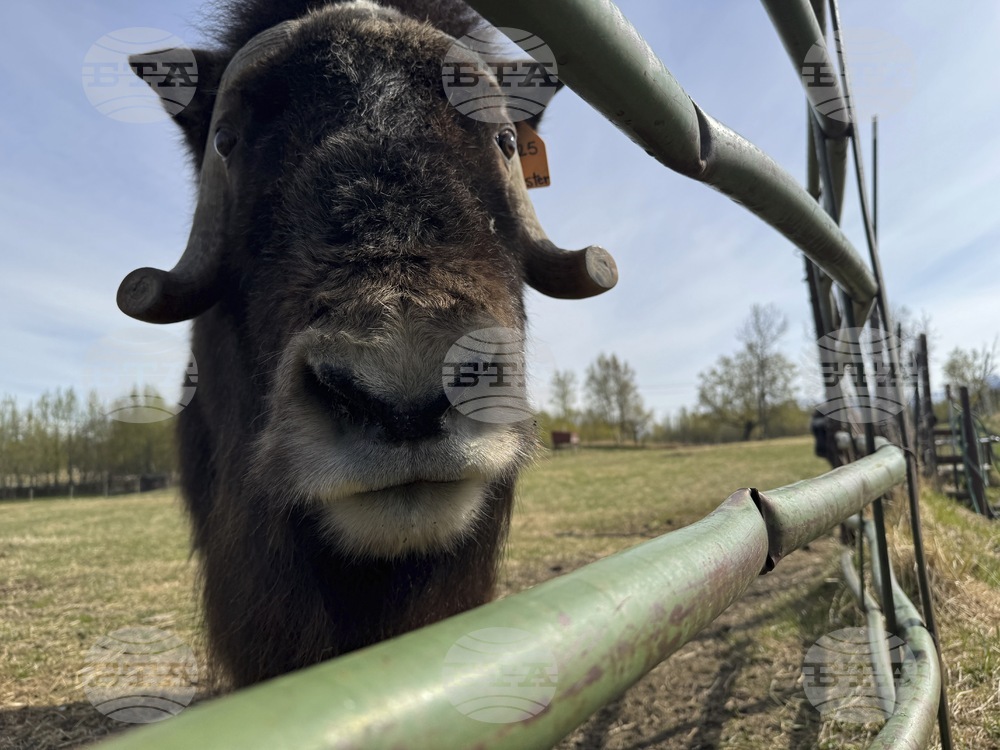 Mother's Day Alaska Musk Oxen