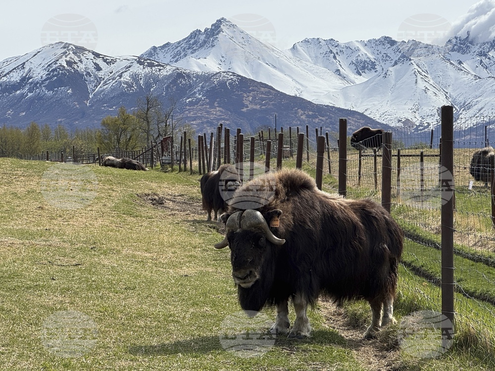 Mother's Day Alaska Musk Oxen