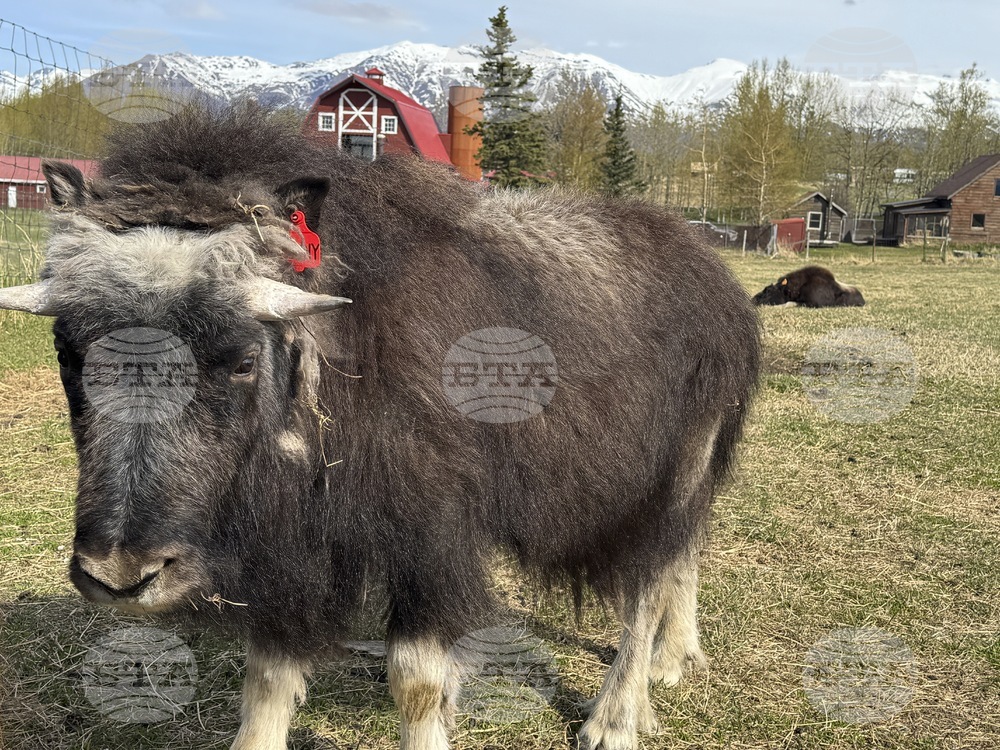 Mother's Day Alaska Musk Oxen