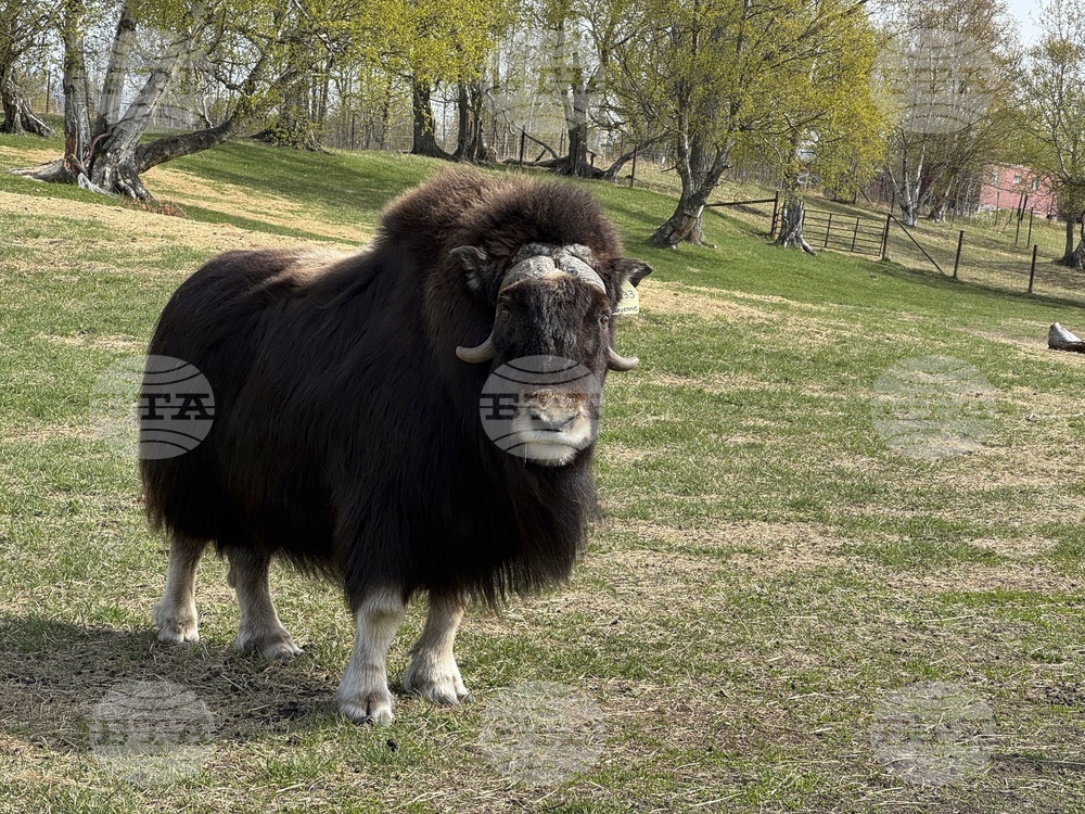 Mother's Day Alaska Musk Oxen