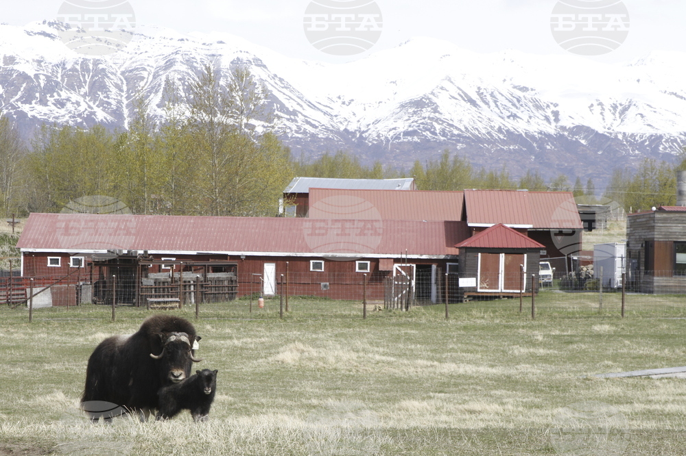 Mother's Day Alaska Musk Oxen