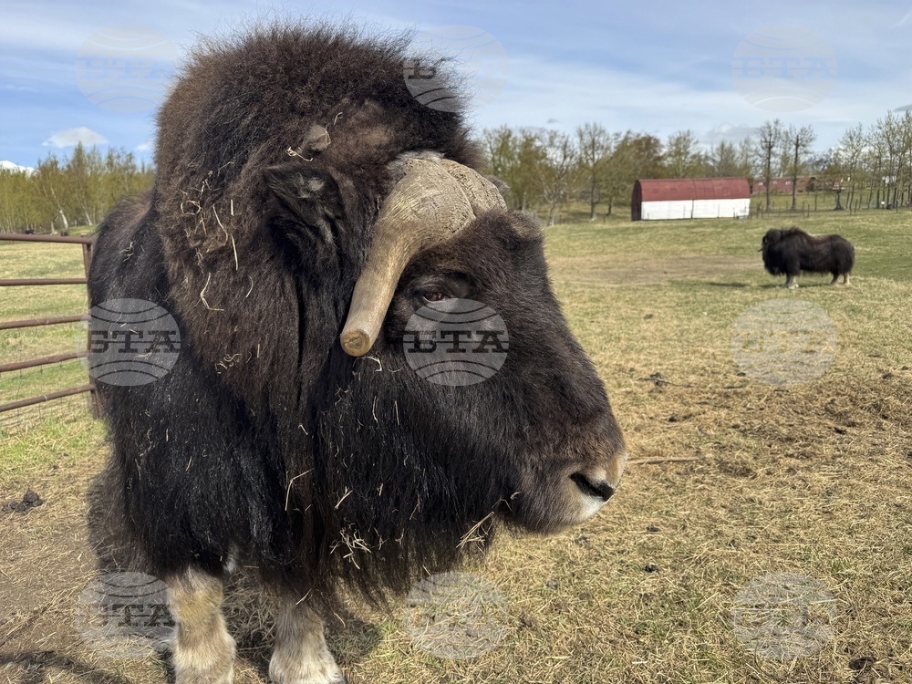 Mother's Day Alaska Musk Oxen