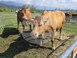 Разлог - фермерска среща