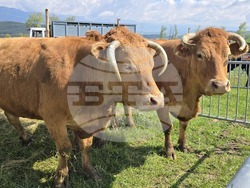 Разлог - фермерска среща