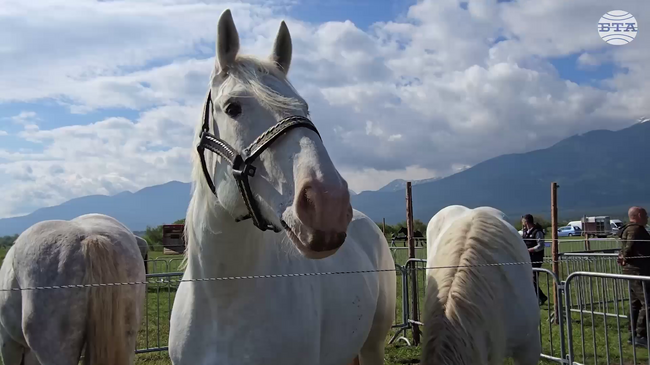 Фермерска среща "Между три планини" с изложение на над 200 животни се състоя край Разлог