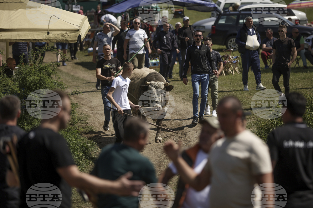 Bosnia Bullfighting Girl