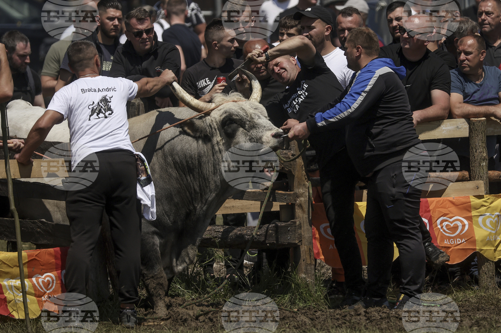 Bosnia Bullfighting Girl