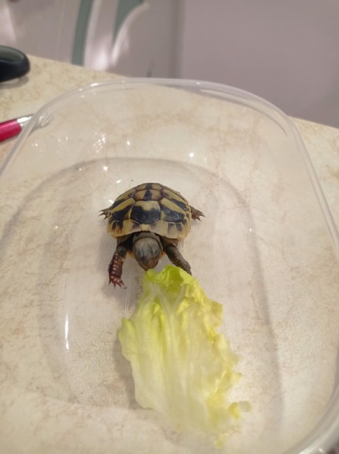 Експерти от екоинспекцията в Русе ще освободят в природата открита в града костенурка