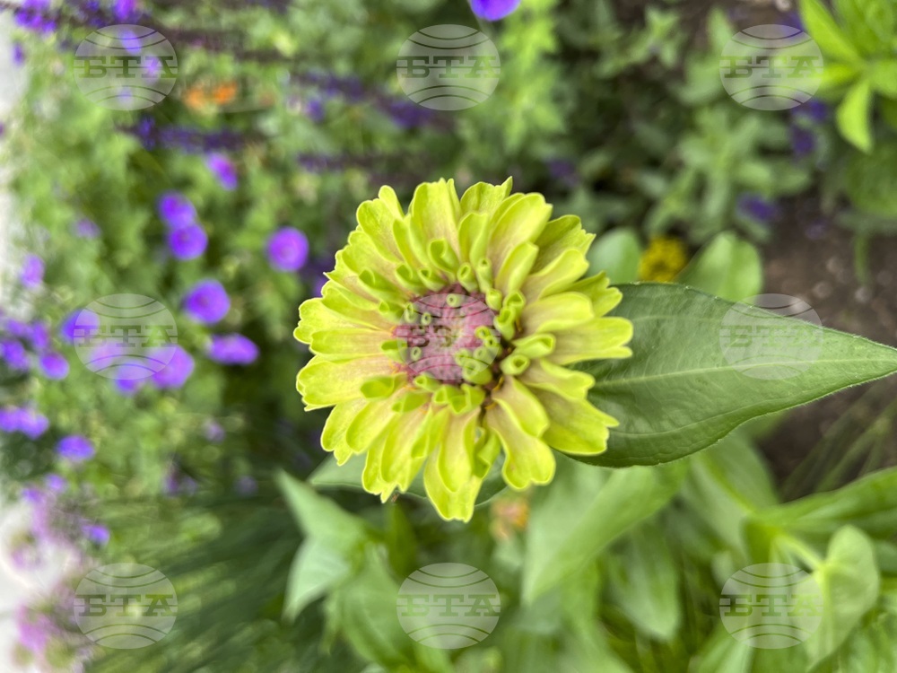 Gardening-Pollen