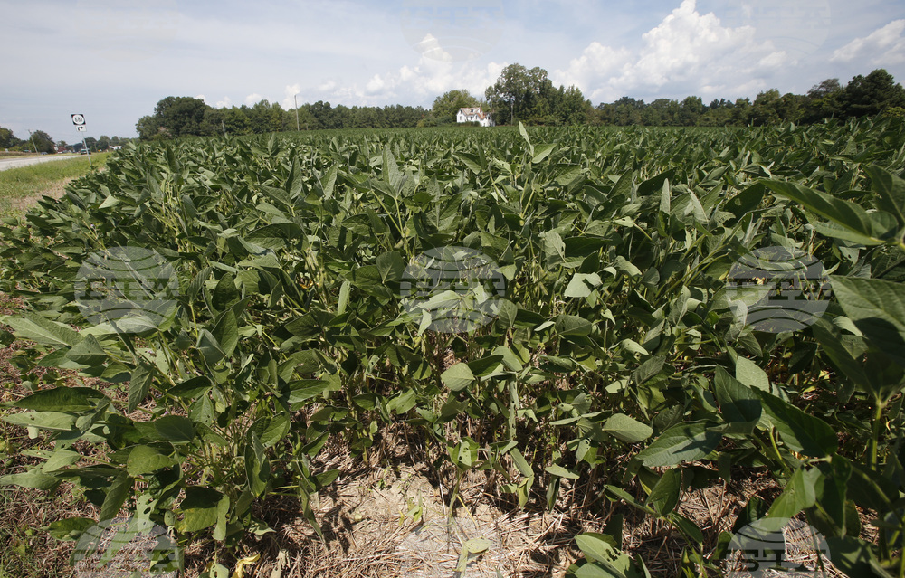 Trump Tariffs Soy Bean Farmers