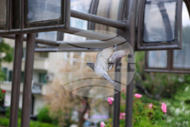 Благоевград - Мостът на влюбените - ежедневие