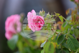 Благоевград - Мостът на влюбените - ежедневие