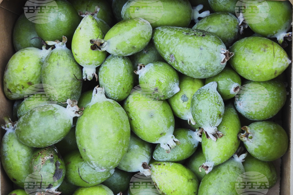 New Zealand Feijoas