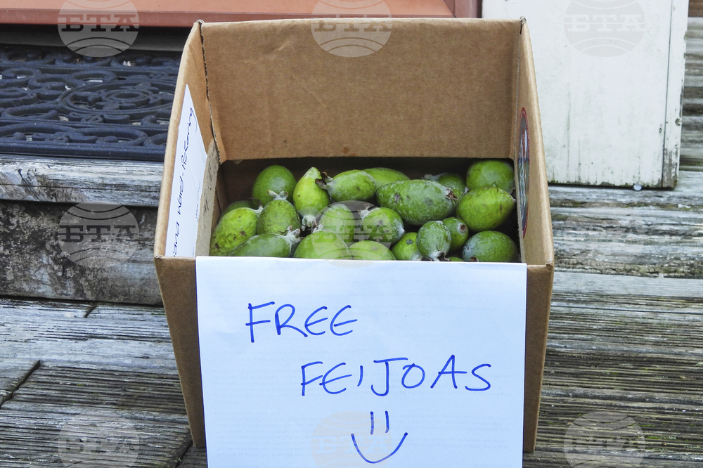 New Zealand Feijoas
