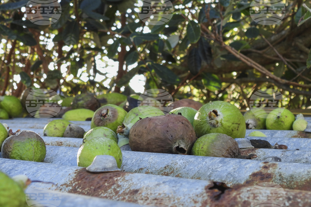 New Zealand Feijoas