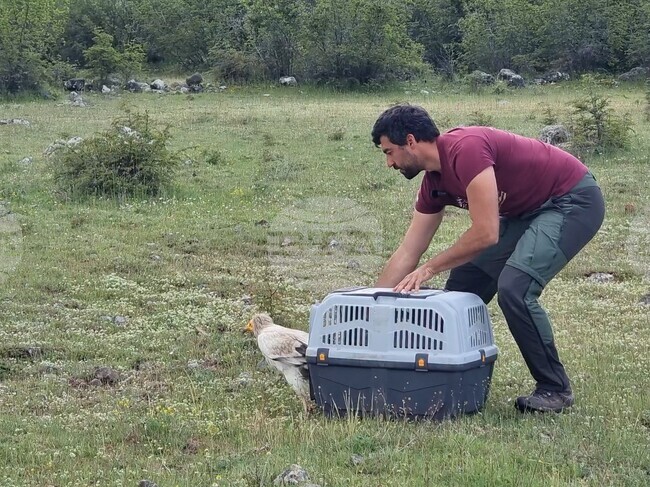 Оцелелият след отравяне египетски лешояд Шанс бе пуснат обратно в дивата природа
