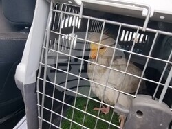 Село Чобанка – лешояд – пускане