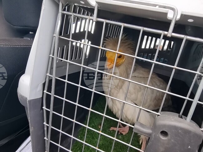 За месец екоинспекцията в Пловдив е спасила 44 диви птици и бозайници