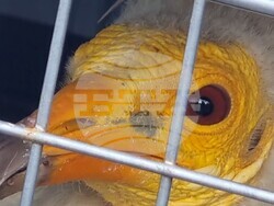 Село Чобанка – лешояд – пускане