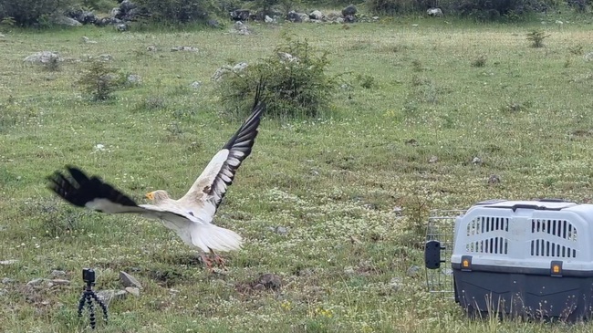 Survivor Named Chance: Endangered Vulture Flies Free After Near-Death Rescue