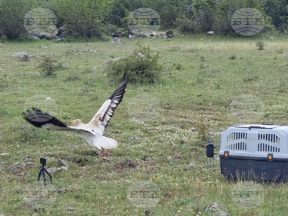 Eleven Young Egyptian Vultures Released to Live in Wilderness