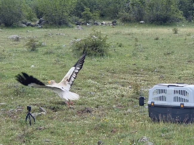 Survivor Named Chance: Endangered Vulture Flies Free After Near-Death Rescue