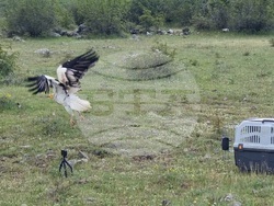 Село Чобанка – лешояд – пускане